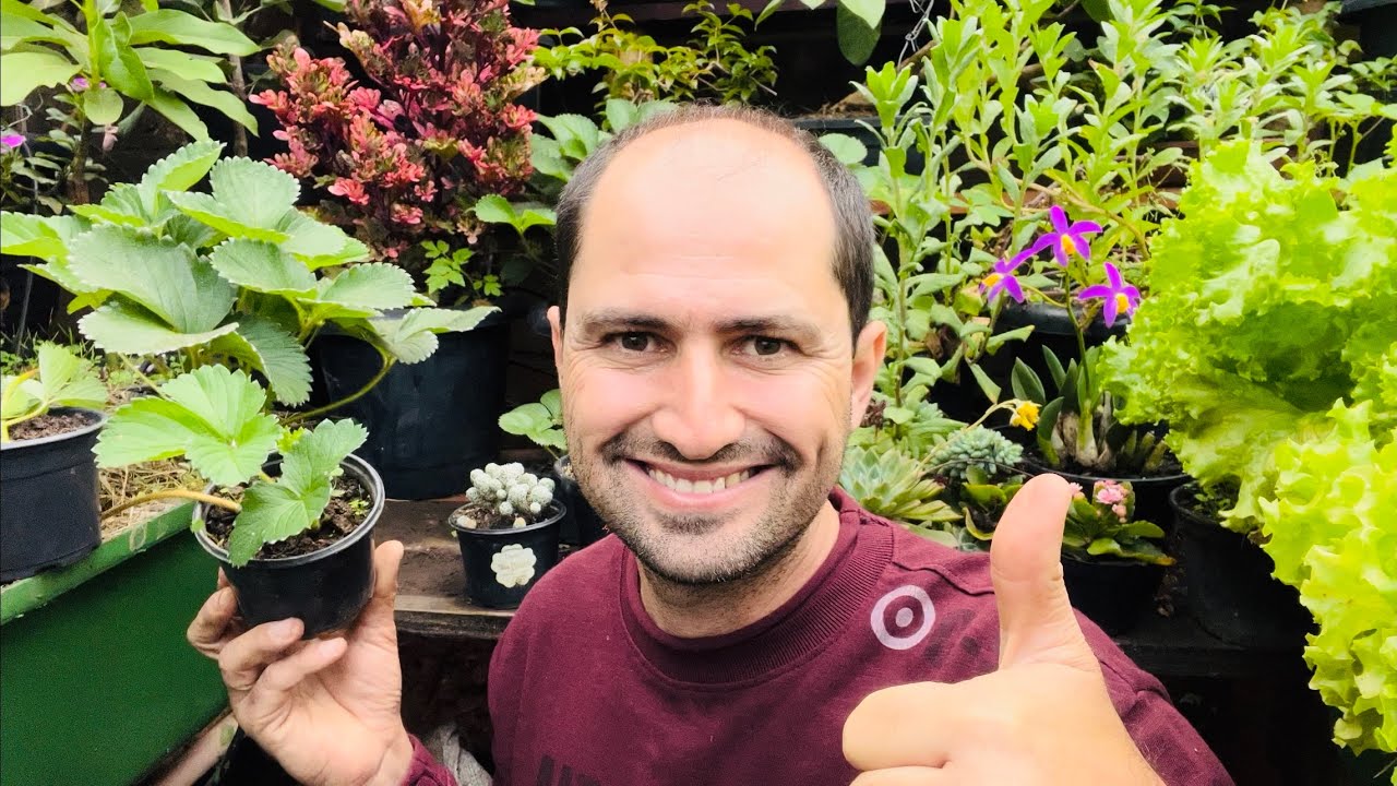 FAÇA MUDAS DE MORANGO COM ALTA QUALIDADE