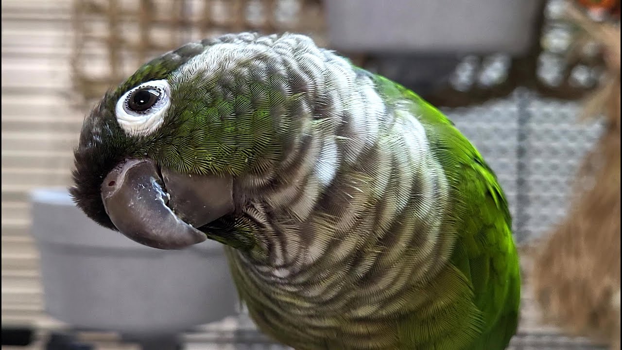 7 hours of conure parakeet sounds for relaxation