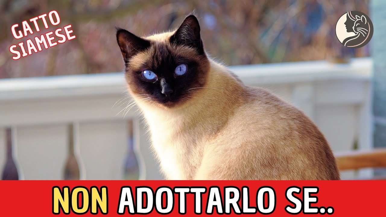7 Buoni Motivi per NON Prendere un Gatto Siamese!