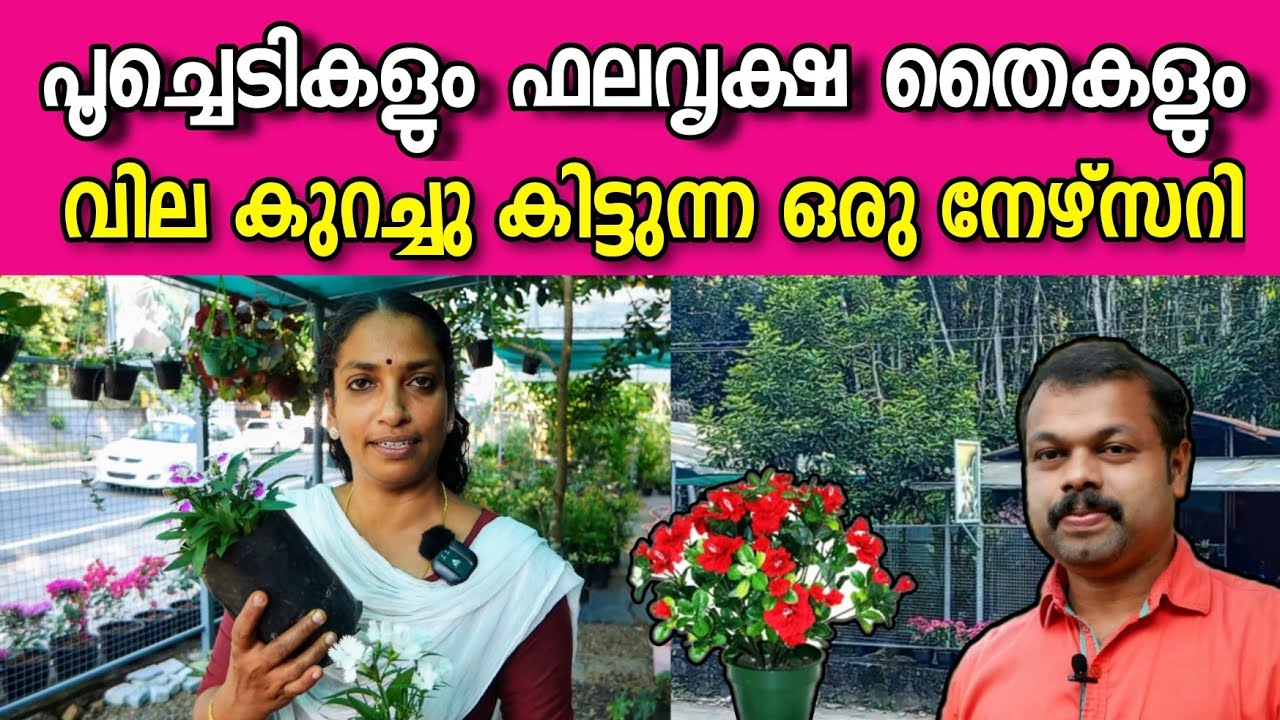 പൂച്ചെടികളും ഫല വൃക്ഷ തൈകളും വിലകുറവിൽ കിട്ടുന്നൊരിടം | Village Garden Nursery | Plants | Flowers