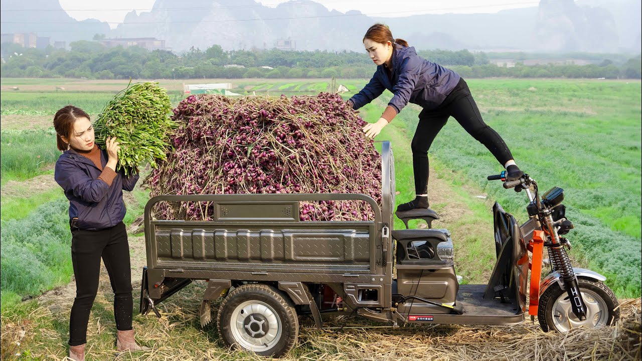Harvesting 500KG Of Scallions and Bulbs By 3-Wheeled Truck Goes To Countryside Market Sell.