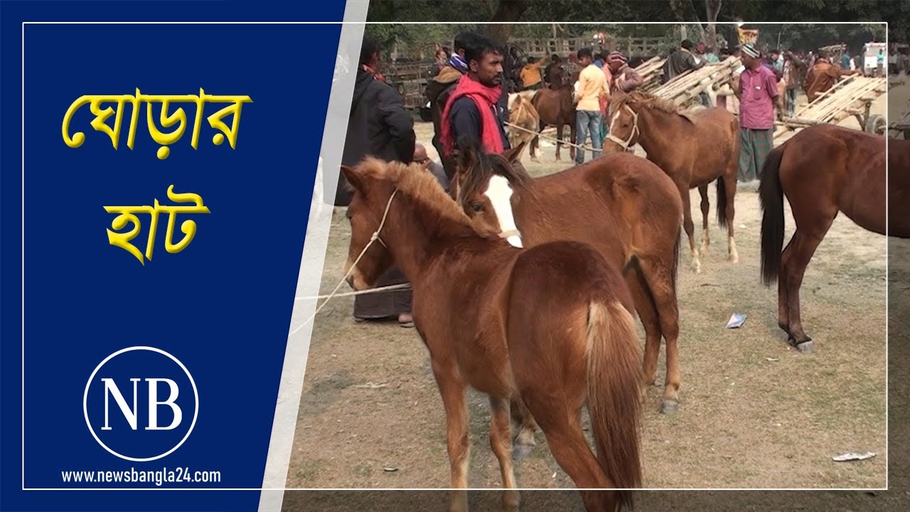 হাটটি কেবল ঘোড়া কেনাবেচার | Jamalpur | Horse Market