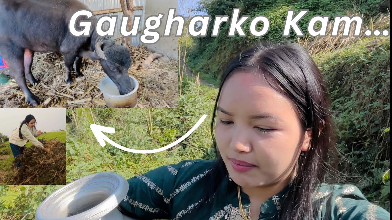 Gaugharko Kam Socheko Jasto Sajilo Chhaina ni.....! @Golesyasumie #minivlog #sumiegole #viralvideo