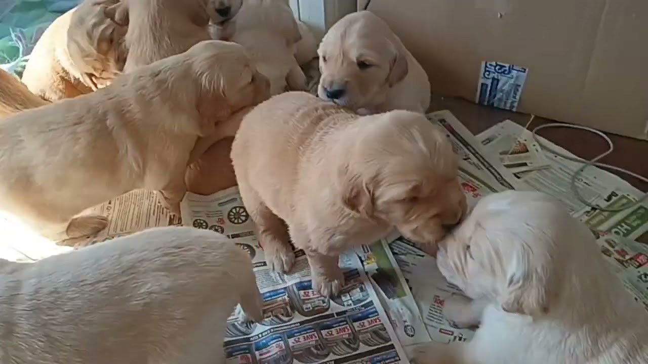 3 weeks old! Day 21.Golden retriever puppies.  Mom started weaning them today.