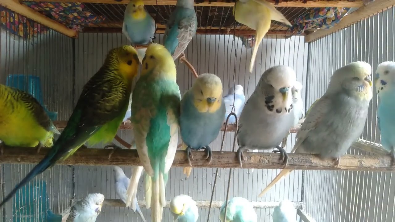 🐦【DIY】お金をかけずにインコが安心して暮らせる家