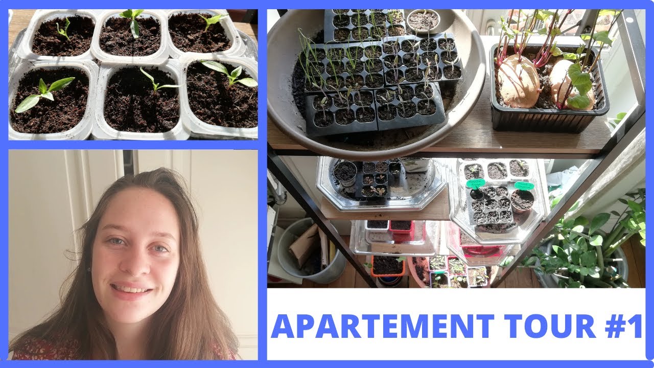 TOUR DE NOS SEMIS EN APPARTEMENT 2021 #1