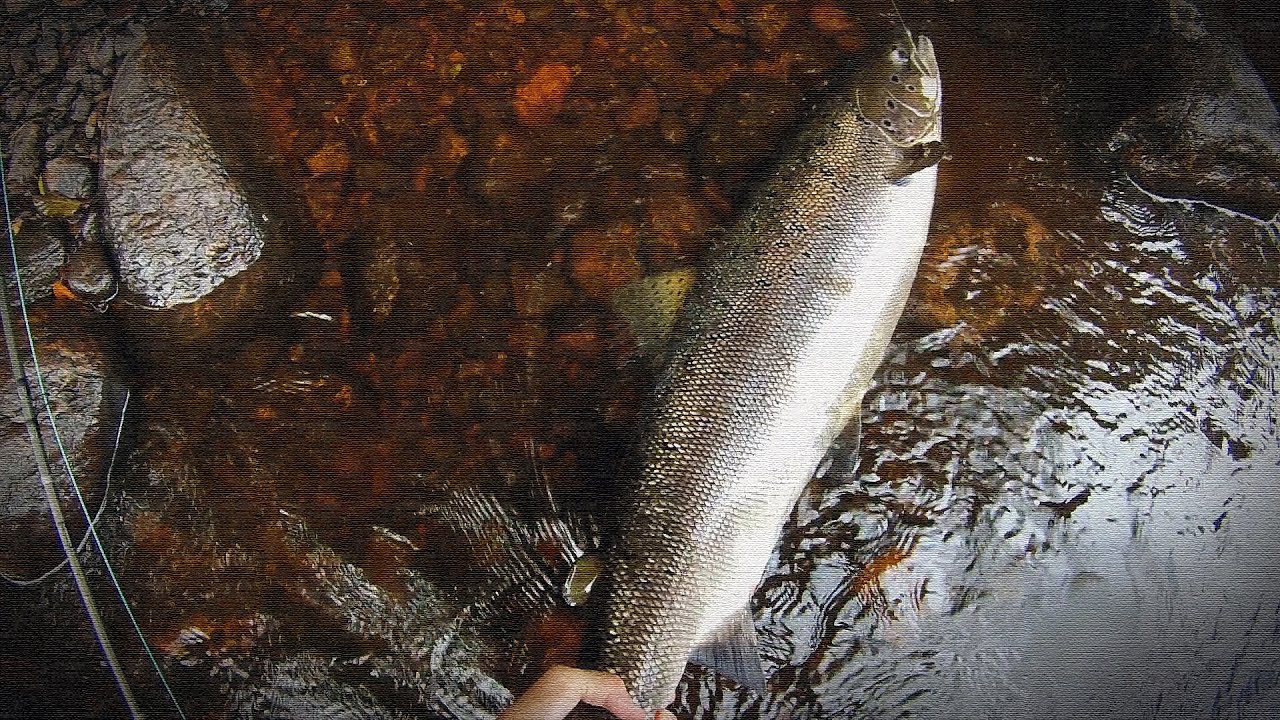 Short range fly cast - big catch. Fly fishing for big salmon