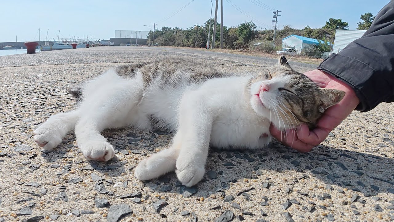 漁港へ行くと、人懐っこいキジシロ猫が甘えてきた