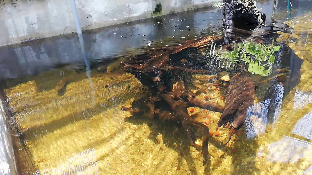 Fish pond and tree roots