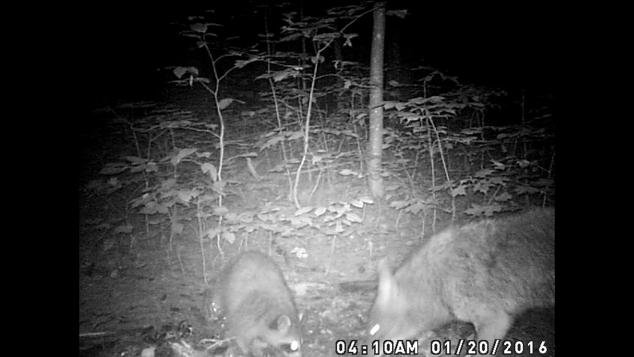 Raccoon vs  Coyote