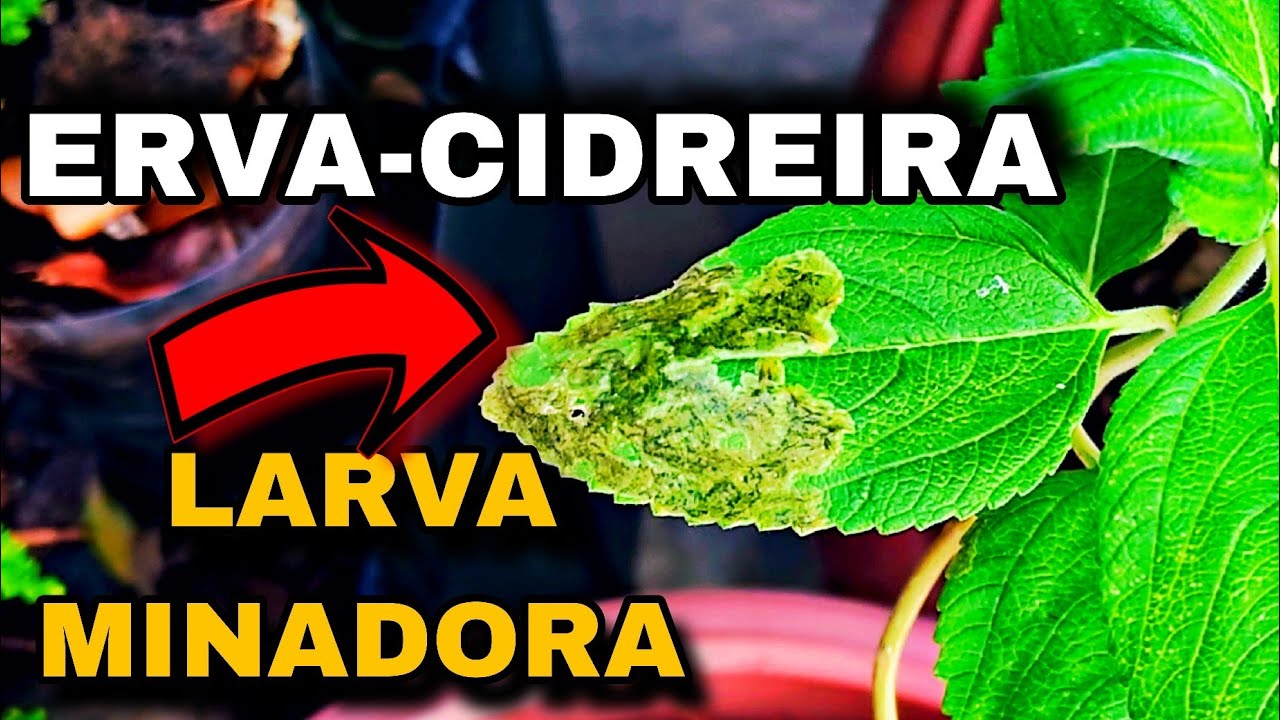 COMO acabar com  larva minadora em erva cidreira?