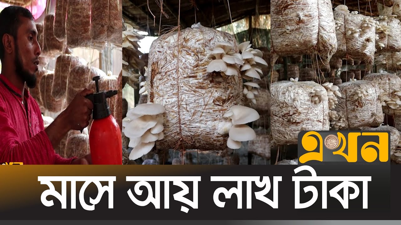 ইউটিউব দেখে মাশরুম চাষ করে সফল সাগর আলী | Mushroom | Naogaon | Ekhon TV