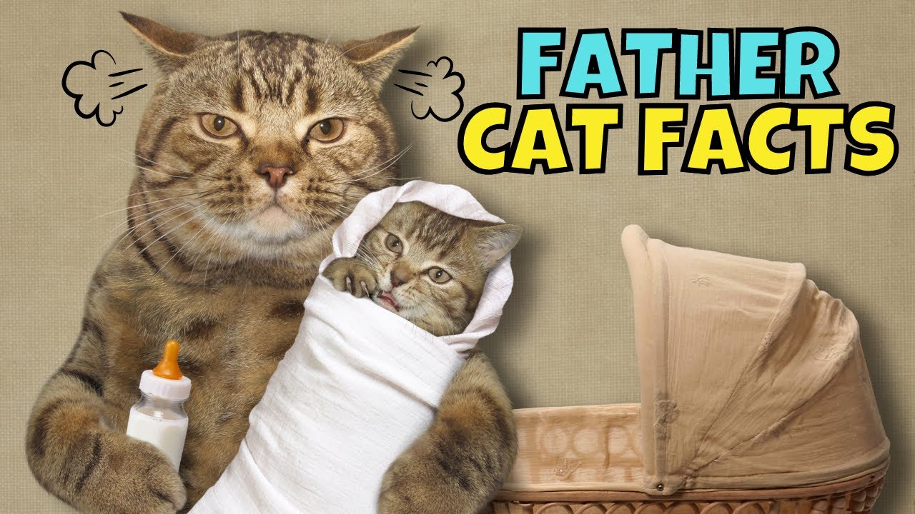 10 Shocking Facts About Father Cats (#1 is Crazy)