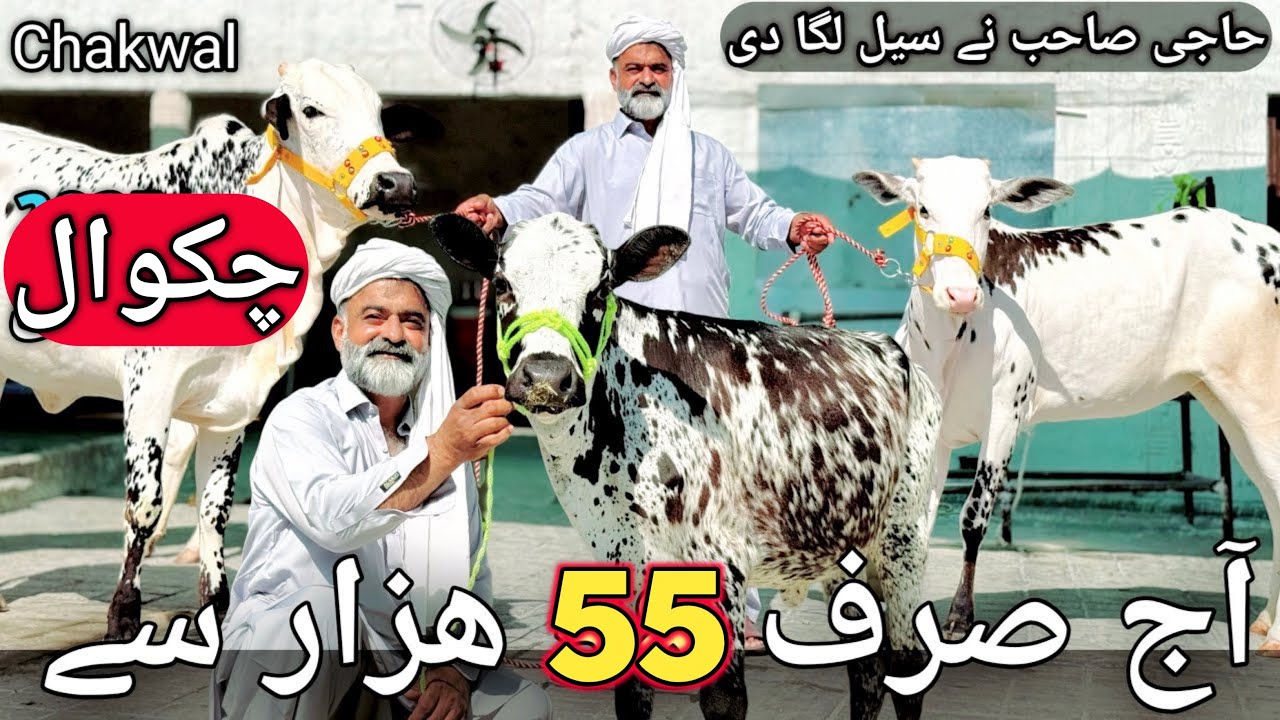 Heifers for sale in Chakwal | Top cLass hEifers and breaders | LOWEST RATE EVER | 29 January 2026