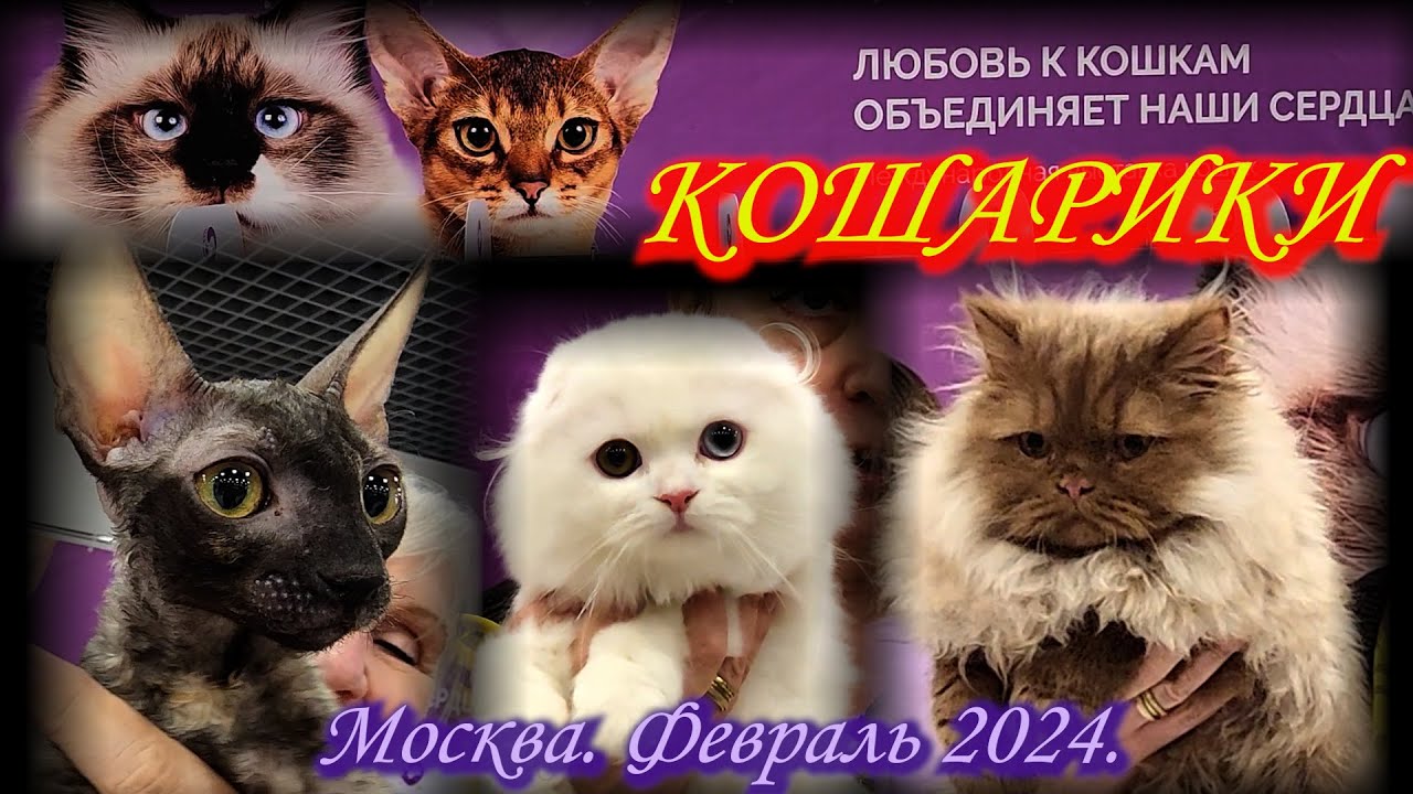 Выставка-продажа котят 