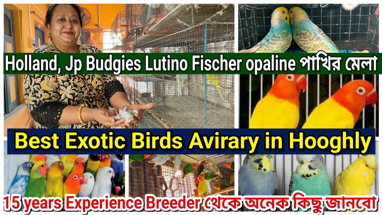 নবনীতা দির ঘরে পাখির মেলা ♥️। Best Exotic Bird Avirary in Hooghly।ঘরের lovebird Jp পাখি কিনুন#birds