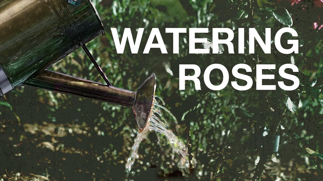 Watering Roses with Paul Zimmerman