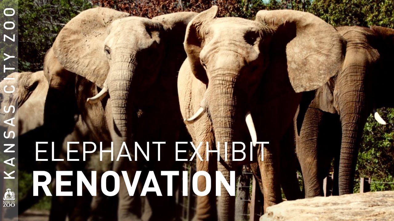 An Elephant-sized Renovation is Underway at the KC Zoo