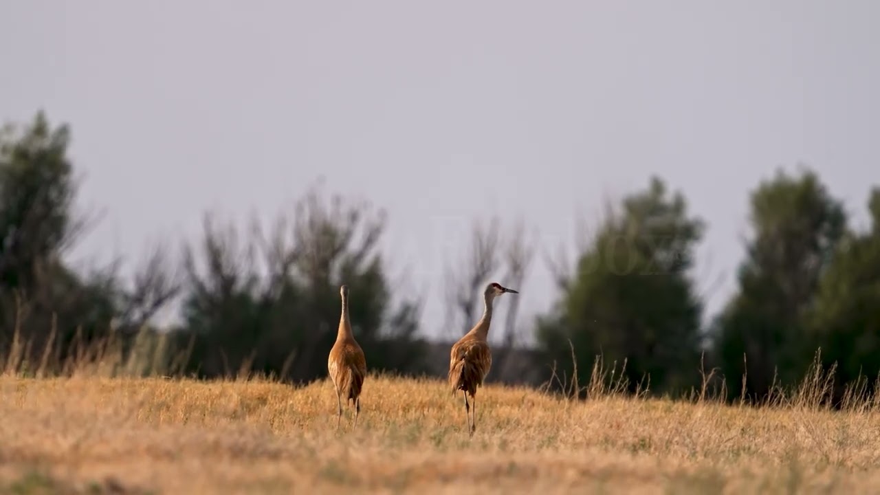 Stock Video - Sandhill cranes lit up in a golden field in Utah