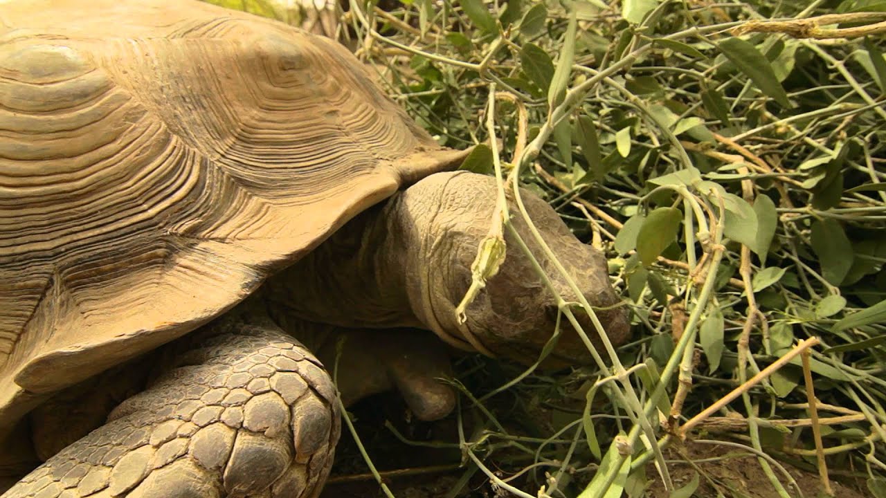 Reserva de Fauna de Guembeul