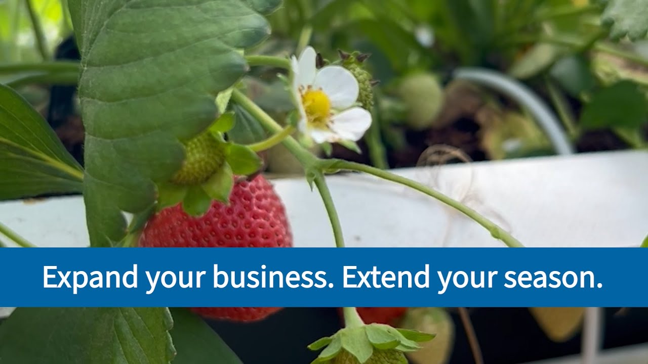 A.M.A. Strawberry Growing System