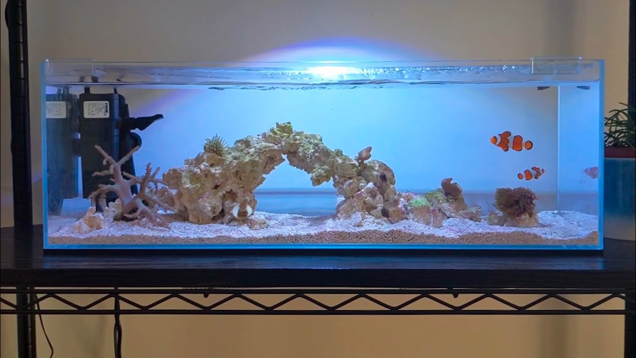 NANO REEF TANK - Very Simple Setup