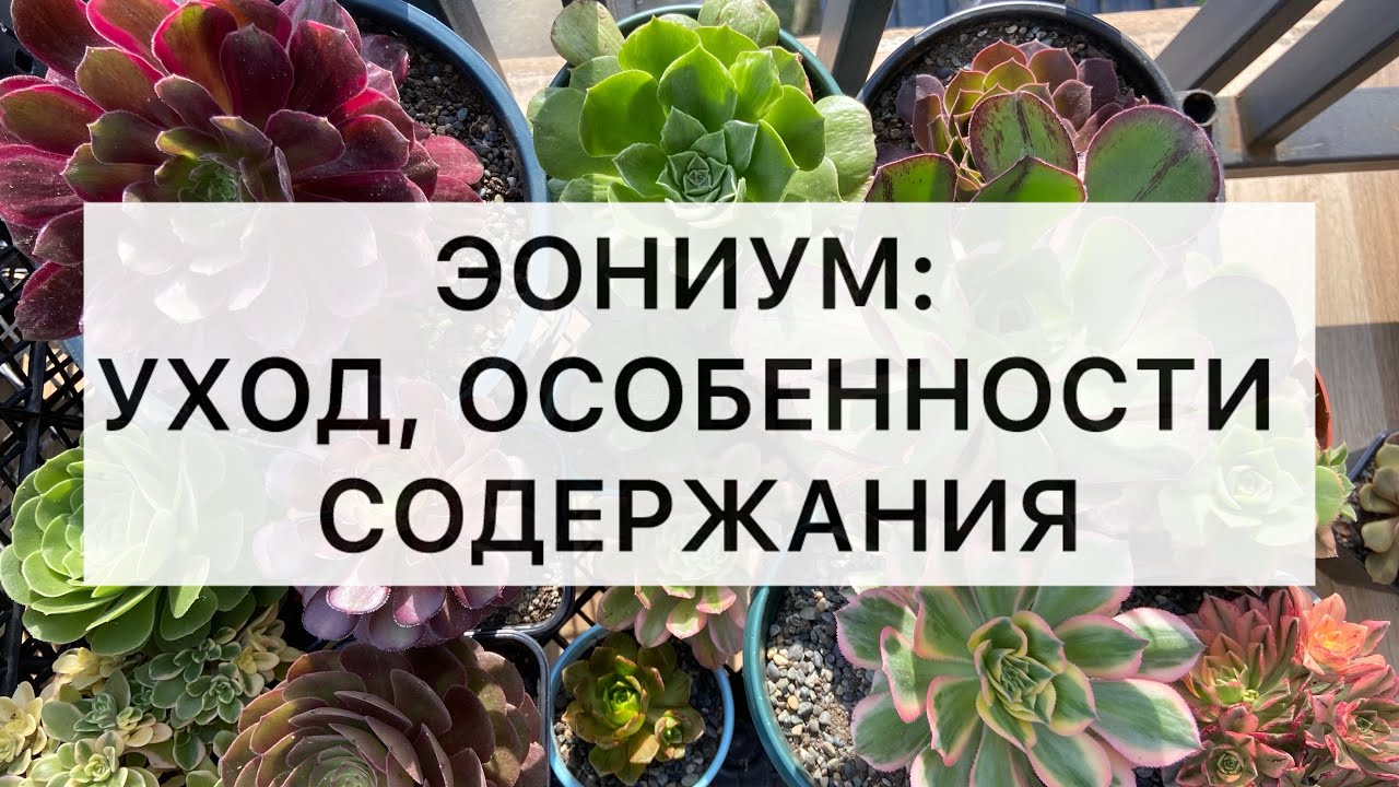 Как ухаживать за эониумом: грунт, полив, периоды роста