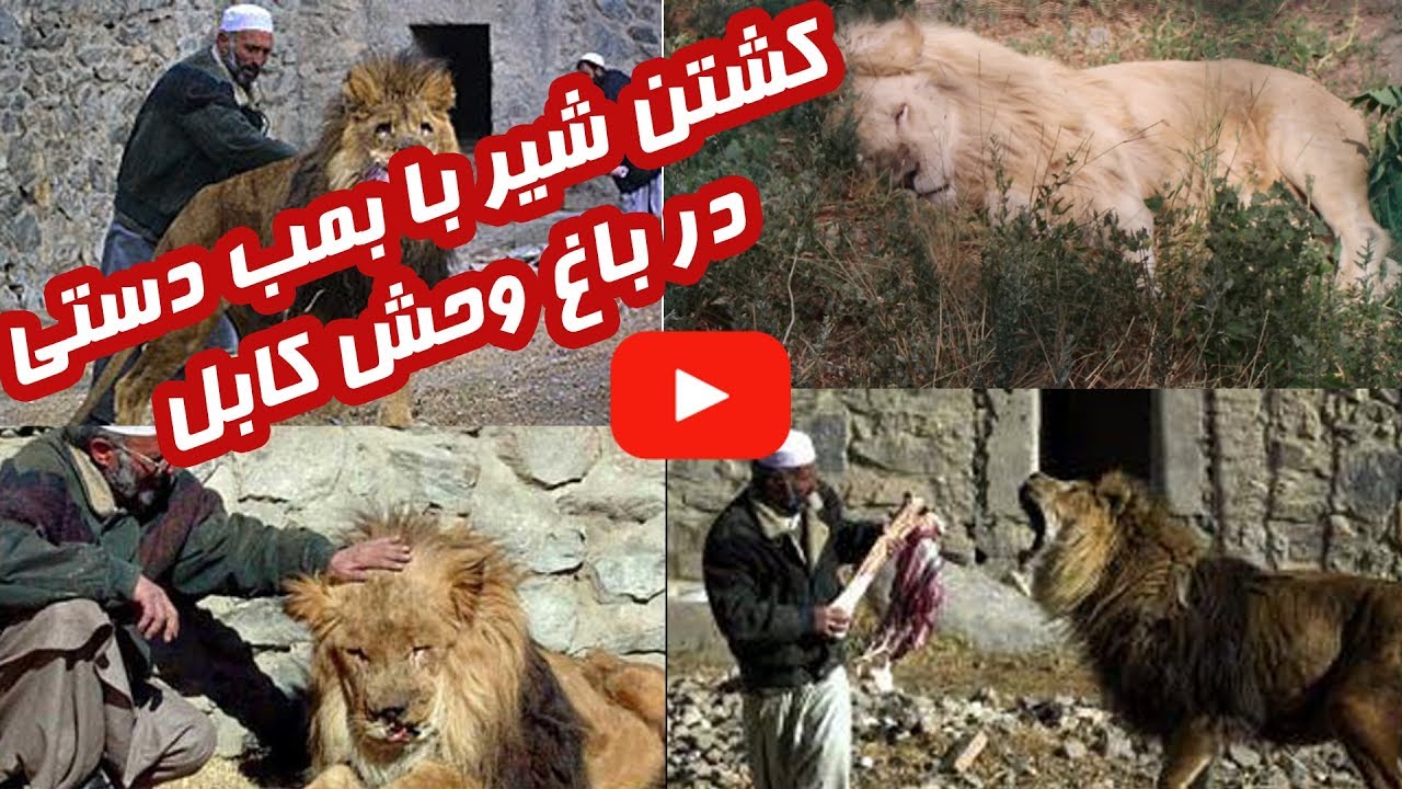 Kabul Zoo after War باغ وحش کابل بعد از جنگ ها