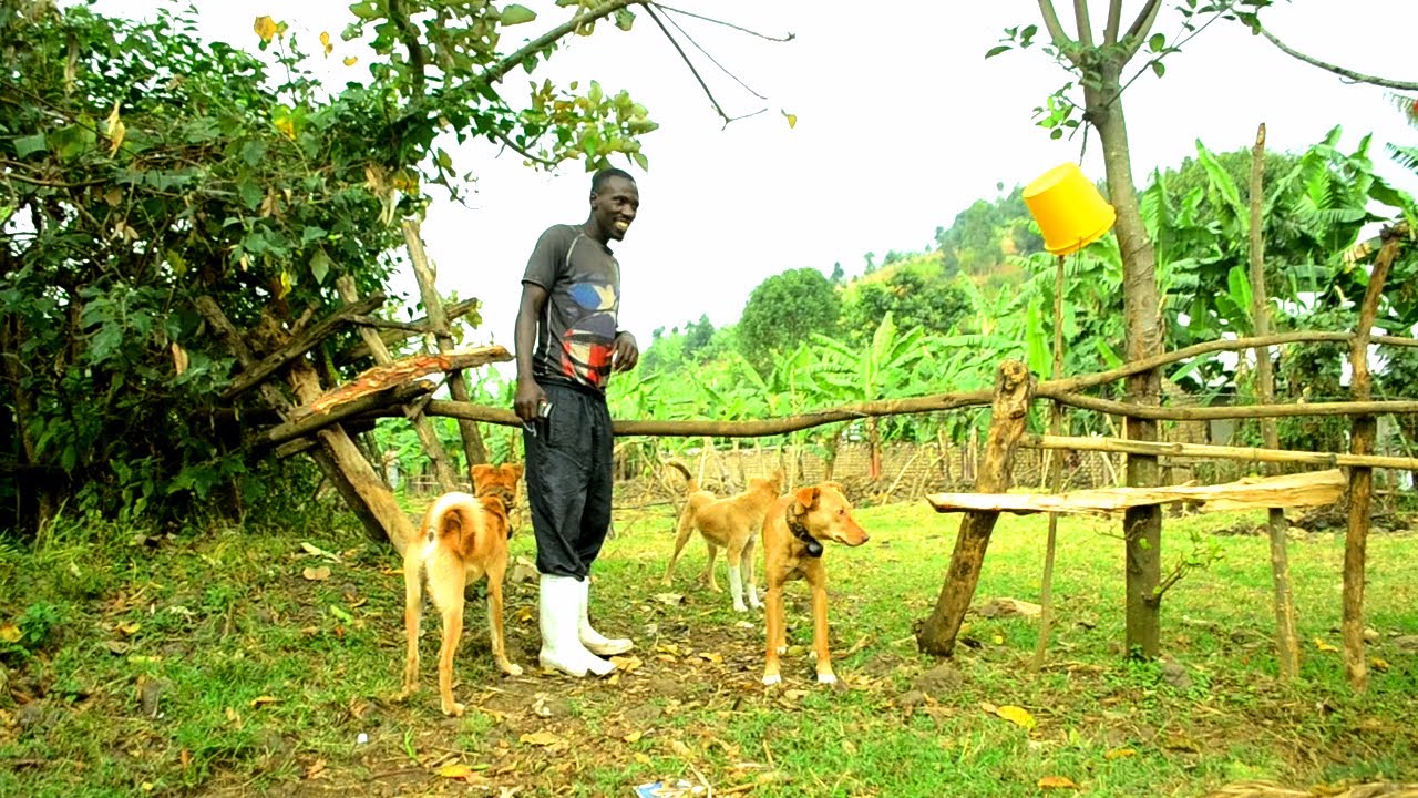 Nahize Imbogo| Nishe Impyisi| Uko Imbwa Zihiga Ikinyogote| Twajyanye n'Umuhigi Guhiga Urukwavu|Higa