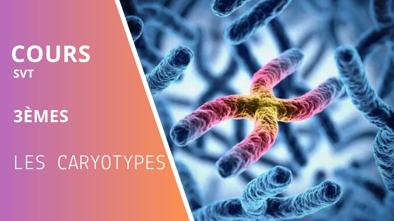 LES CARYOTYPES #cours #genetique #collège #3ème