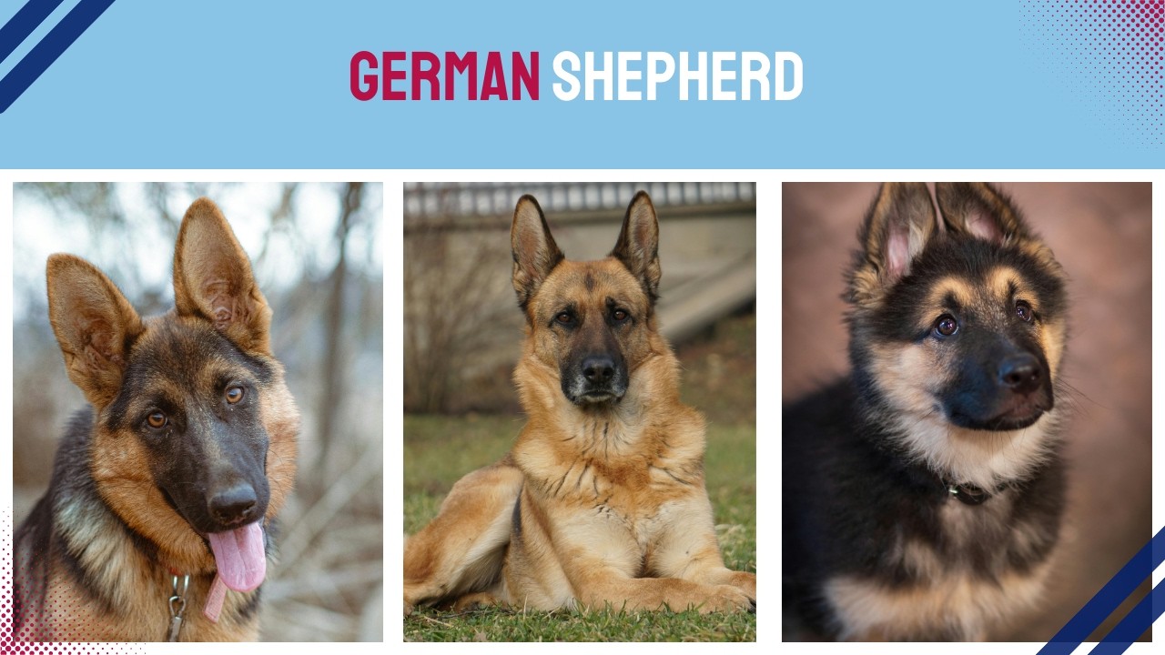 The Amazing German Shepherd