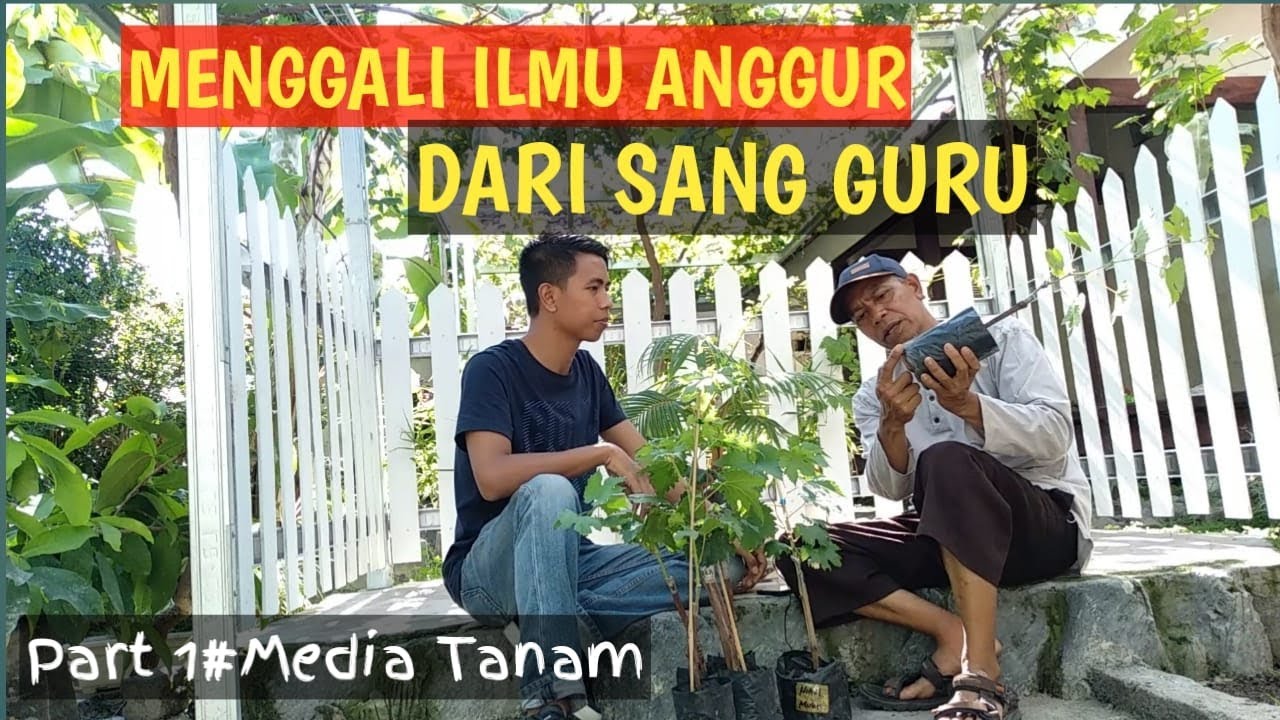 Media Tanam Anggur Terbaik versi KITASUKA|#Part 1