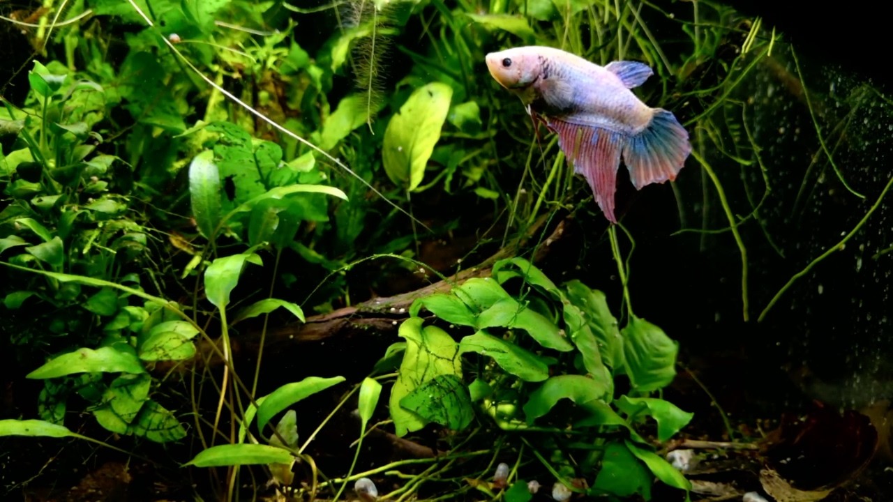 Chill, easygoing lofi / Lofi Aquarium