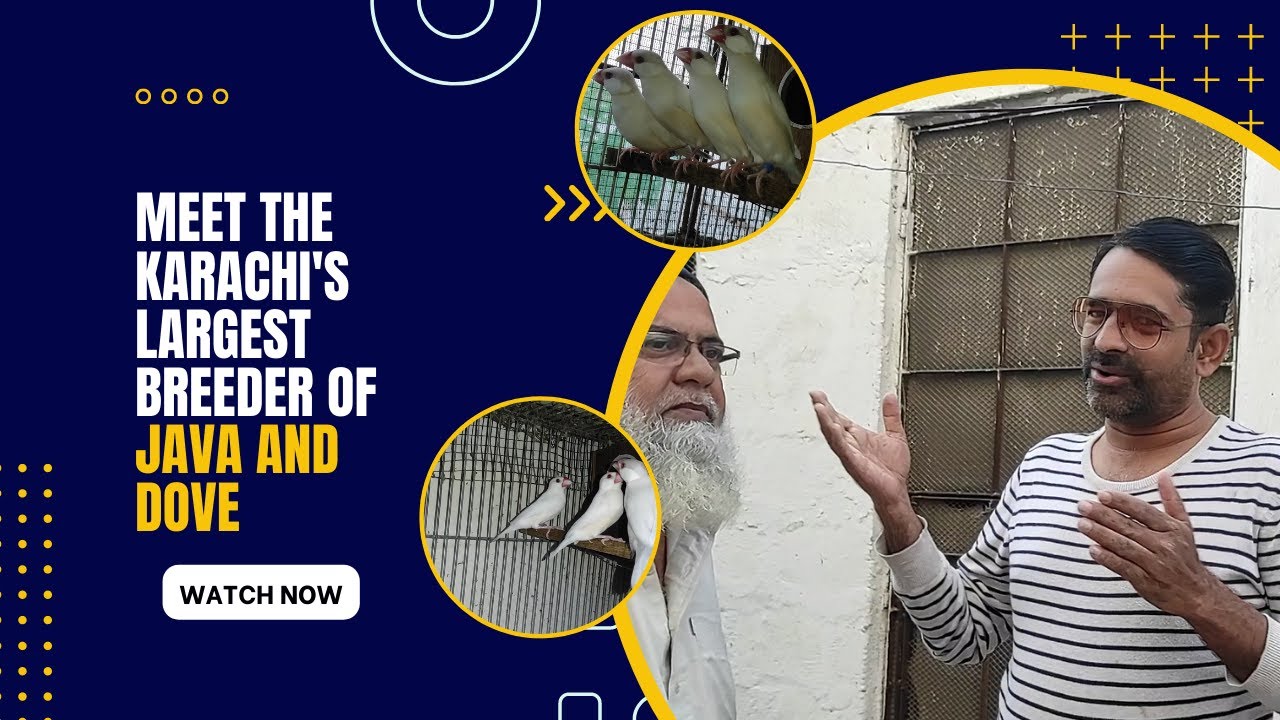 Meet The Karachi's Best Breeder Of Java