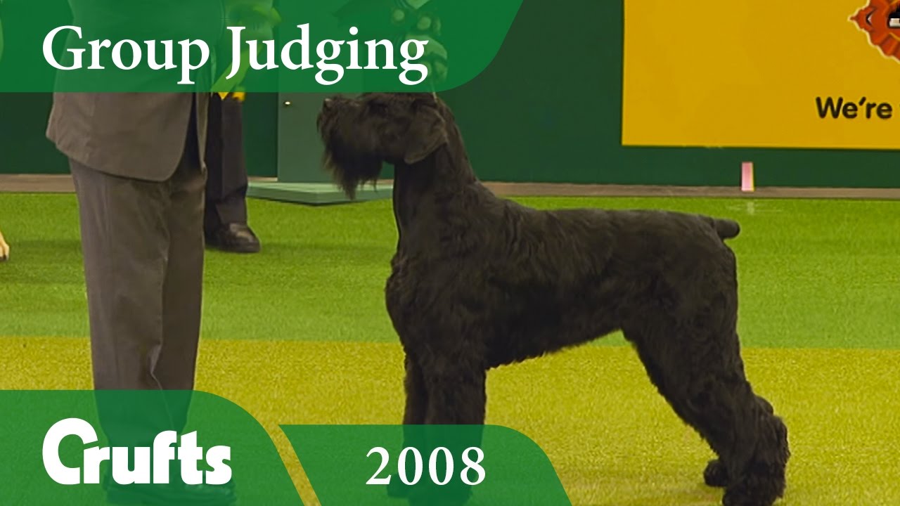 Giant Schnauzer wins the Working Group Judging at Crufts 2008 | Crufts Dog Show