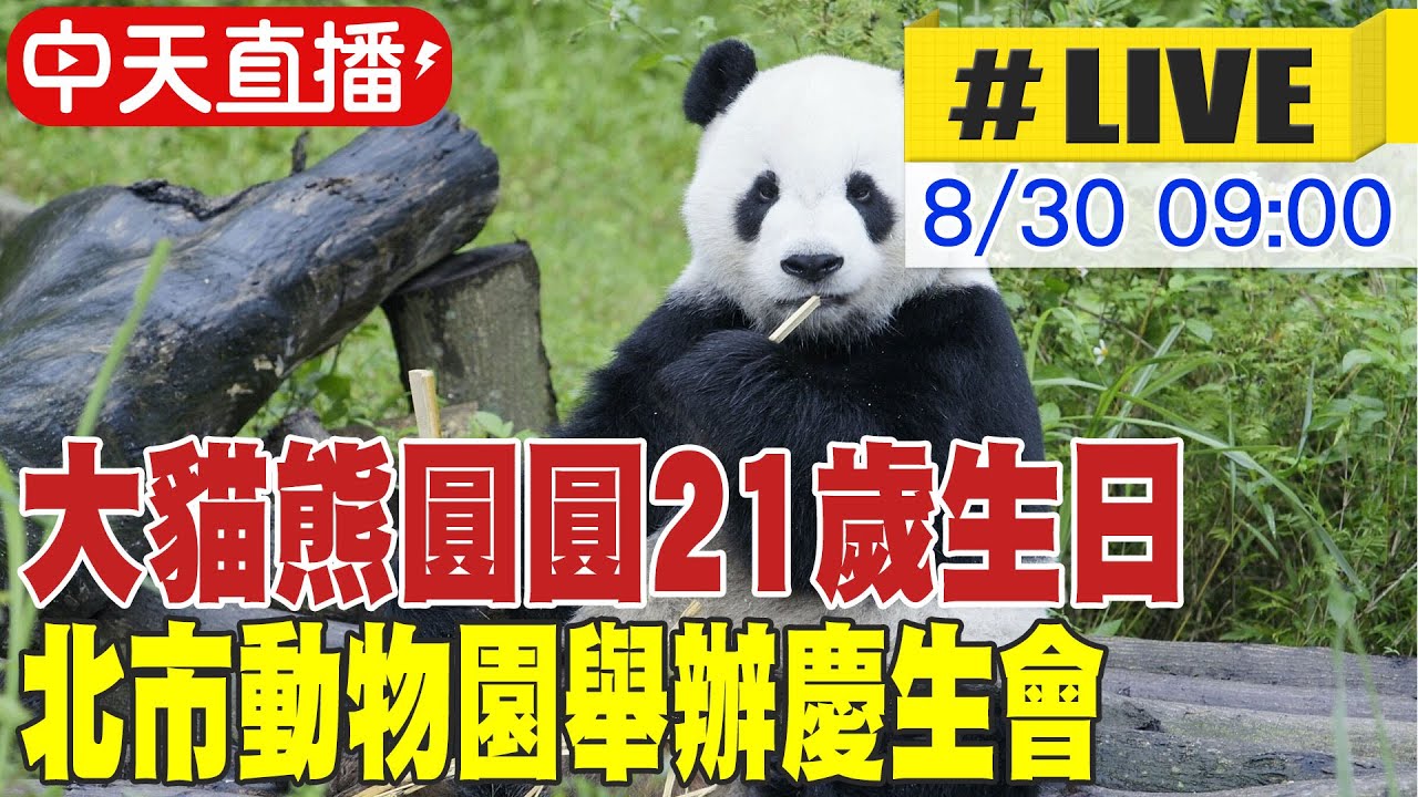 【中天直播#LIVE】大貓熊圓圓21歲生日 北市動物園舉辦慶生會 20250830 @中天新聞CtiNews