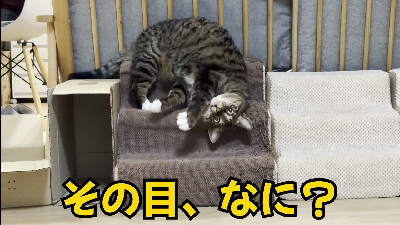滑落寸前なのに、目を離さない猫がこちら