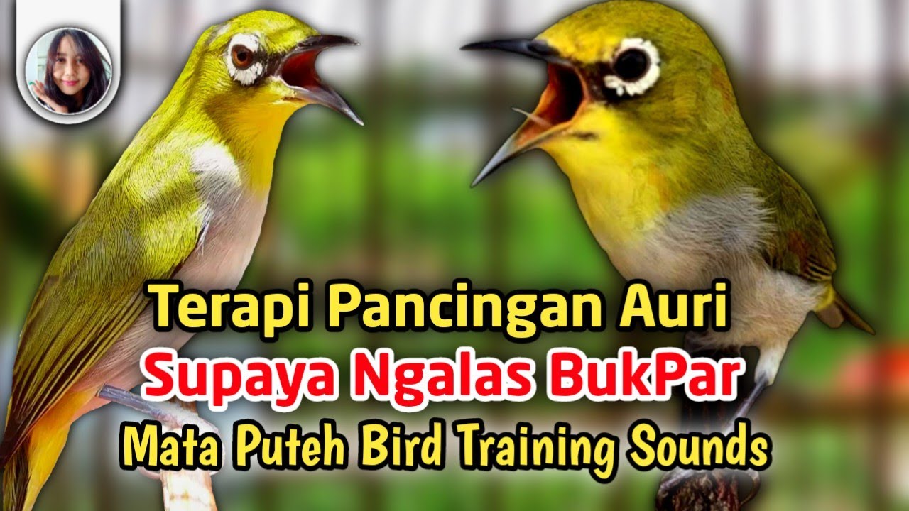 Terapi Pleci Auriventer Agar Ngalas Bukpar - Pancingan Mata Putih Biar Ngotot