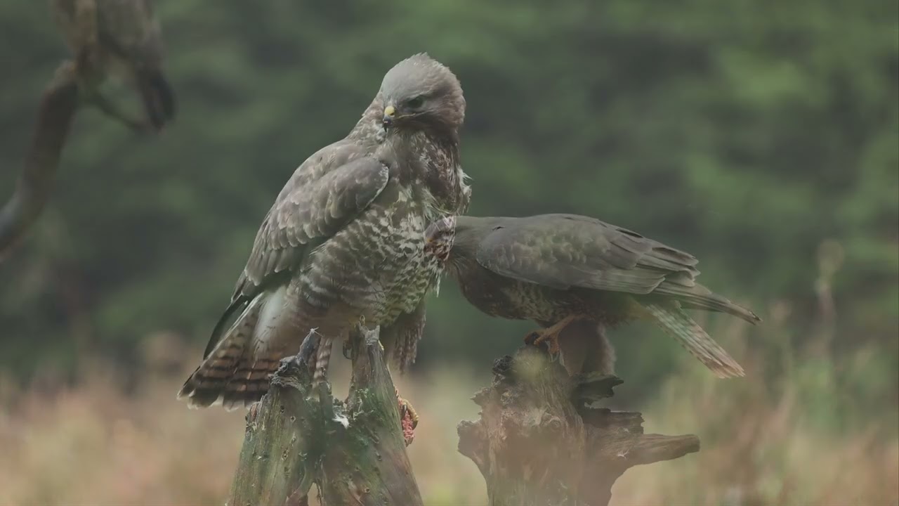 Vogelhut het Bosrijk