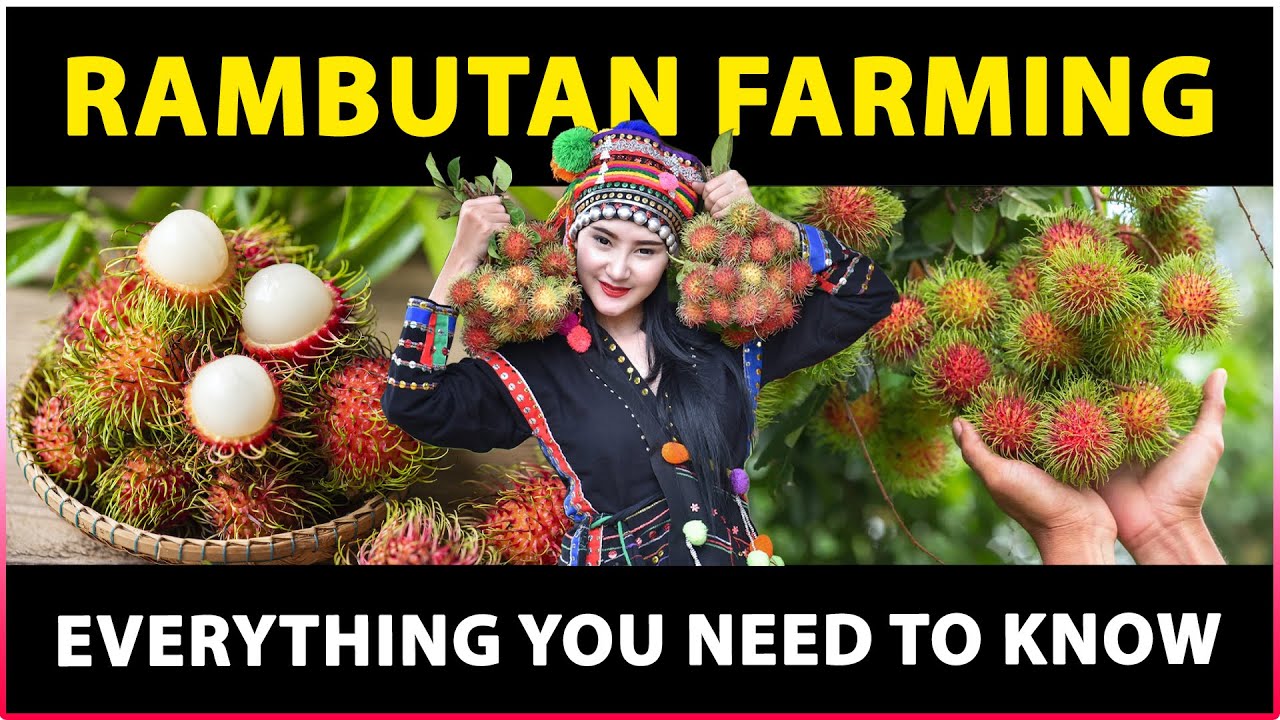 Rambutan Farming: Everything You Need to Know | Rambutan Cultivation