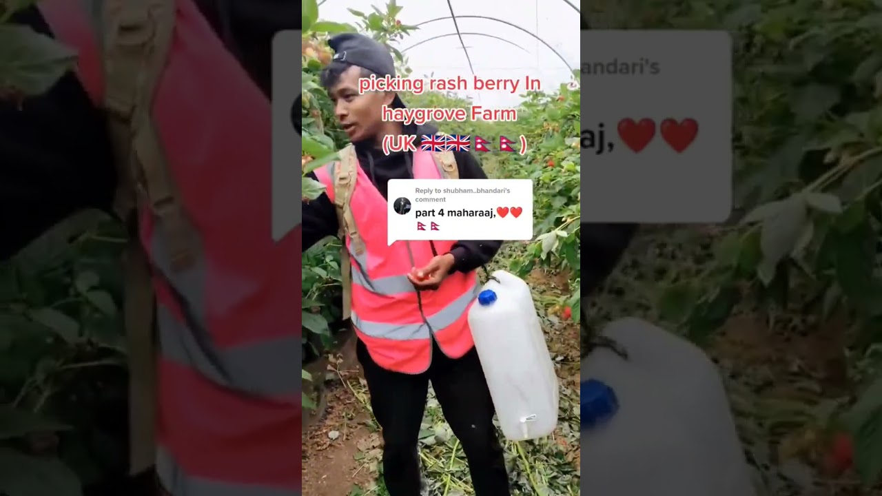 Picking Rash berry Haygrove Farm UK Seasonal Work Visa 21 July 2022 🇬🇧🇬🇧🍓🍓