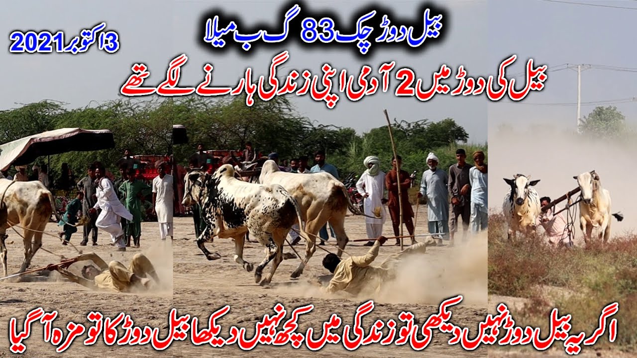 Bull Race In 83 GB Thundi Faisalabad 3 October 2021 Thru Media