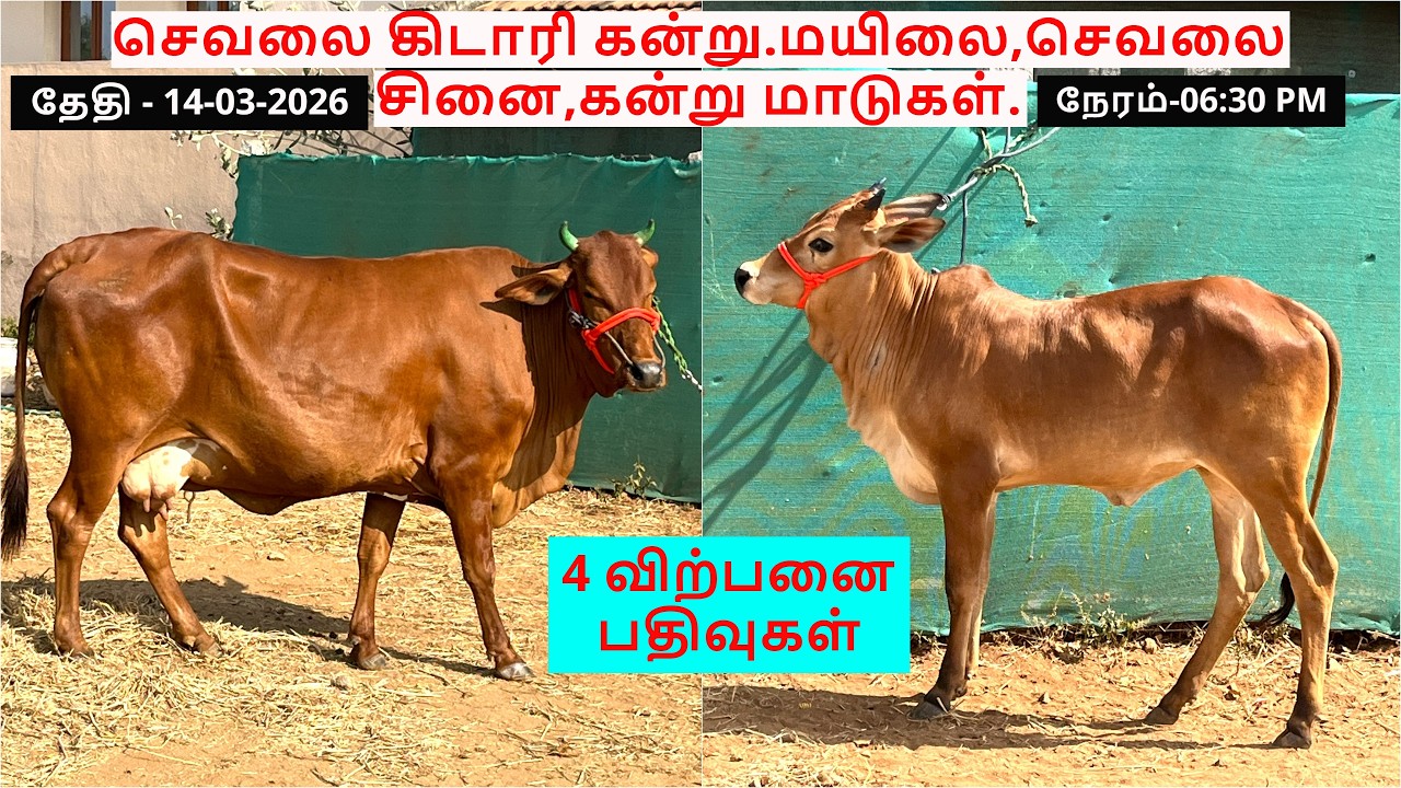 4-விற்பனை பதிவுகள்.செவலை கிடாரி கன்று.மயிலை,செவலை சினை,கன்று மாடுகள்.