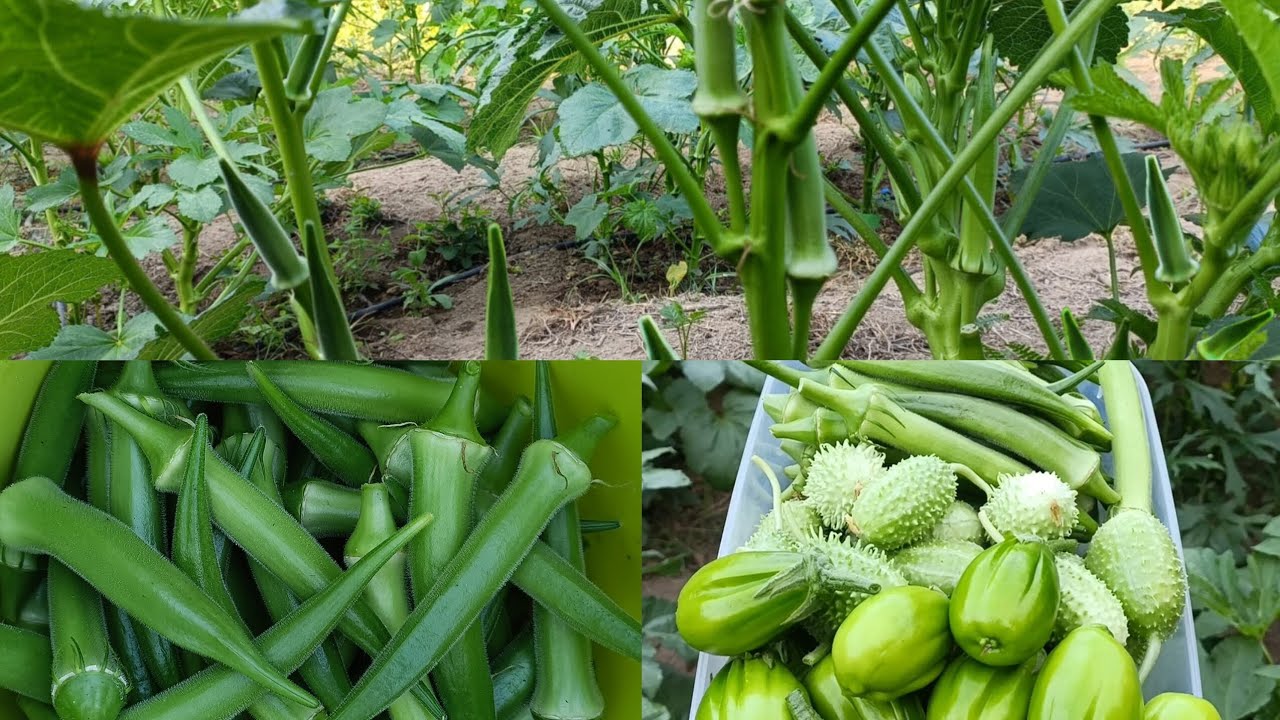 Por que os pés de quiabo amarelam e secam as folhas? 