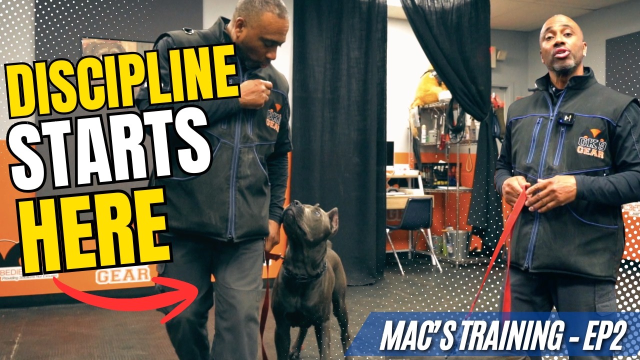 Дрессировка щенков кане корсо | Начало соревнований по послушанию (Проживание и дрессировка, эпиз...