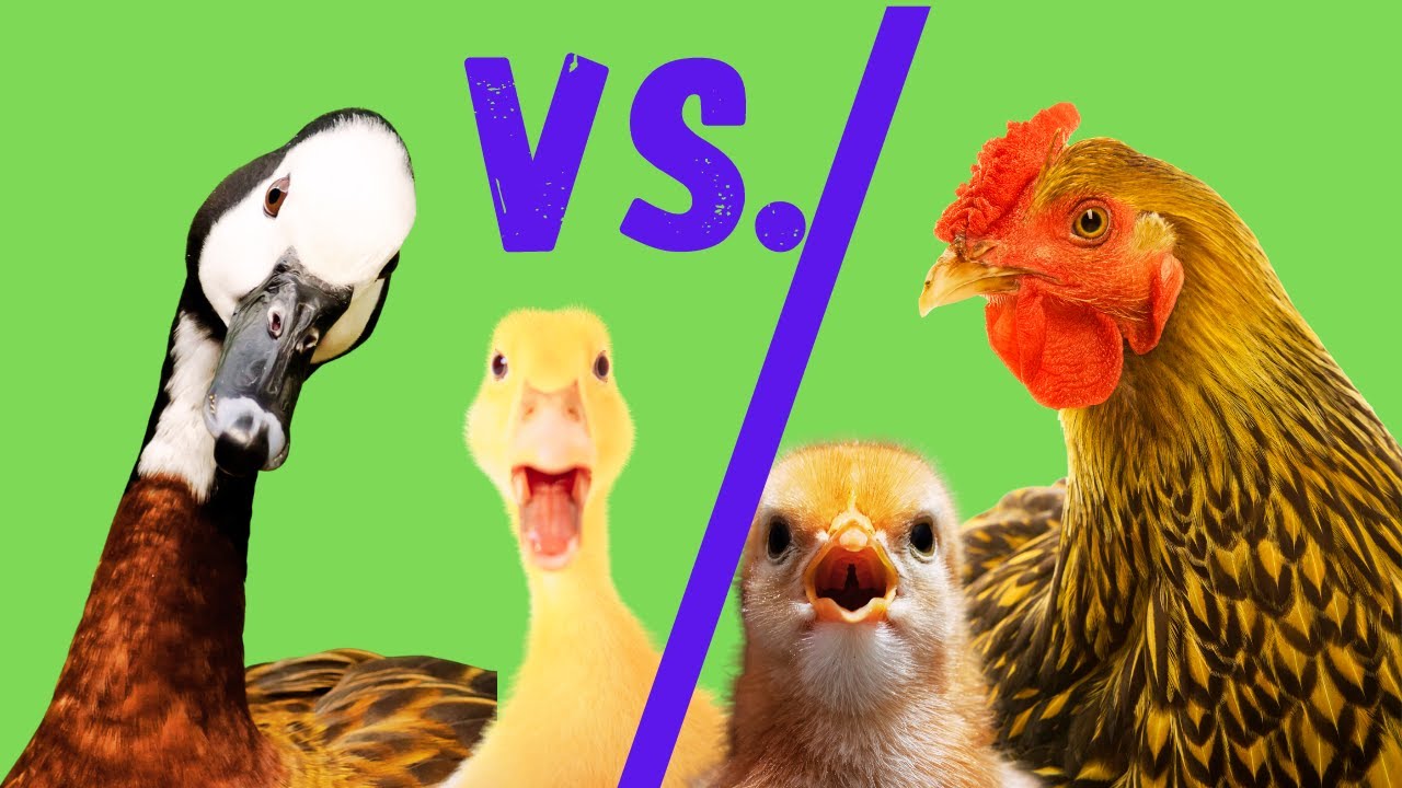 Ducks Vs Chickens For Egg Layers