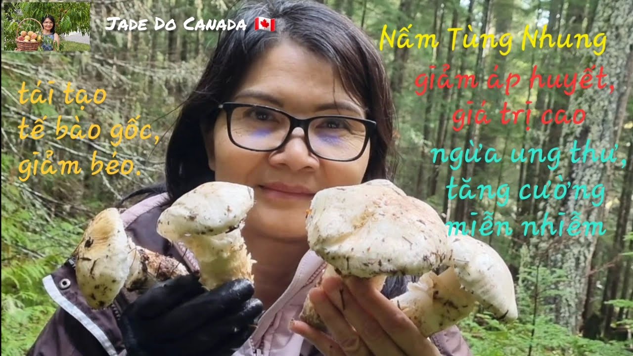 🇨🇦 Nấm Tùng Nhung Nhiều, Càng Hái Càng Mê 🍄/Pine Mushroom Foraging In Canada#7
