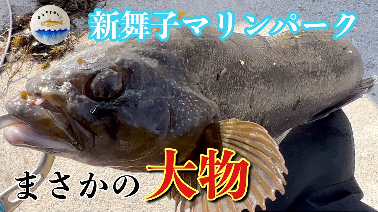 【新舞子マリンパーク】ポン級アイナメ釣れました