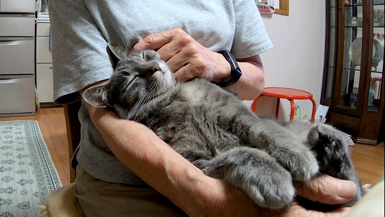ばーばに抱っこされると赤ちゃんのように甘えちゃう猫