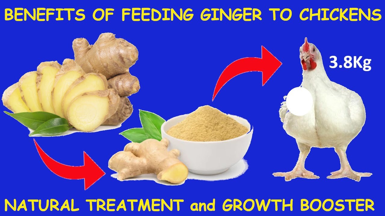 BENEFITS OF FEEDING #GINGER TO CHICKENS, NATURAL TREATMENT AND GROWTH BOOSTER #broilerchicken